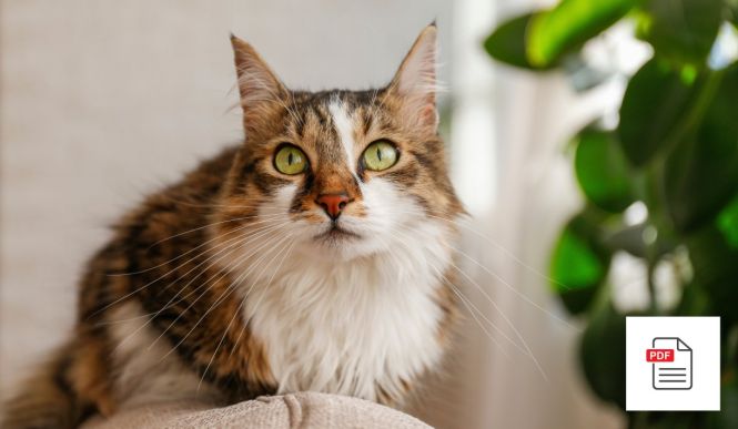 Katze Augen Allgemein Paket - Katzen Homöopathie Anleitung