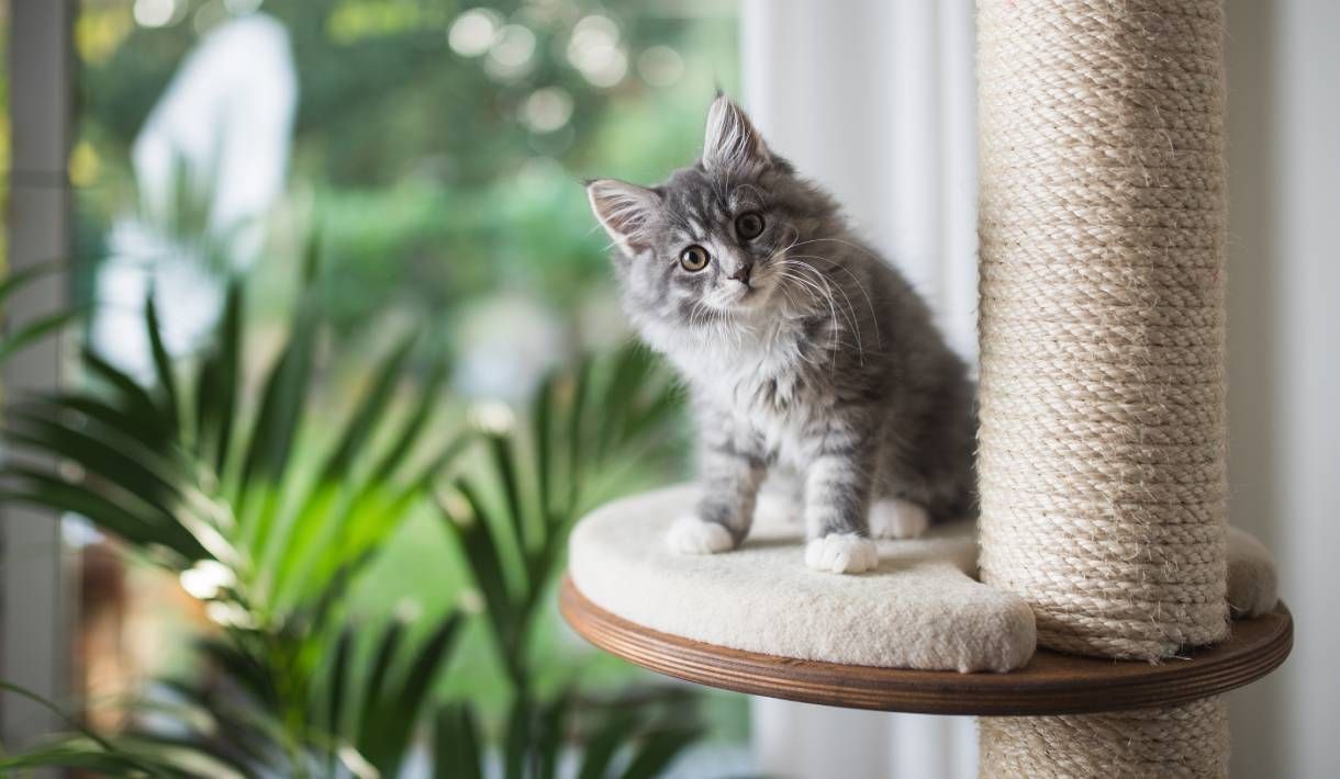 Geschichten aus der Praxis - Das Kitten