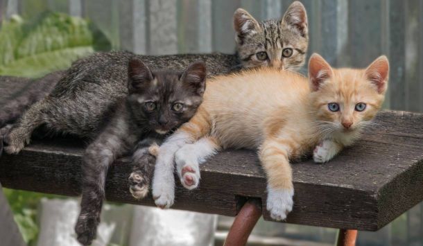 Konstitutionstypen bei Katzen