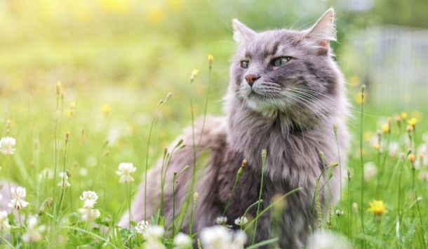 Frühlingsgefühle bei Katzen – Wenn die Sonne das Herz erwärmt