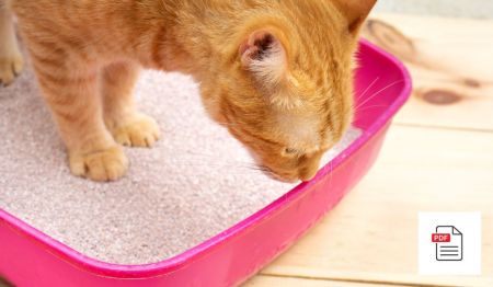 Durchfall bei Katzen vorbeugen und behandeln - Katzen Homöopathie Anleitung