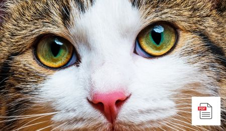 Verletzungen am Auge und Bindehautentzündung bei Katzen behandeln - Katzen Homöopathie Anleitung