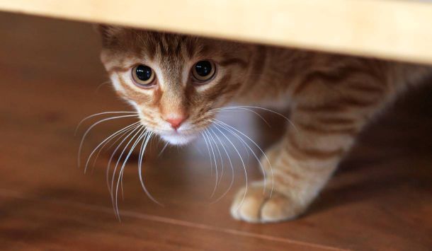 Angst bei Katzen - Angsttherapie für deine Katze