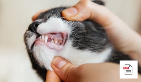 Gesunde Maulhöhle und Zähne bei Katzen erhalten und pflegen - Katzen Homöopathie Anleitung