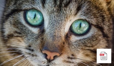 Behandlung von Hornhautentzündungen bei Katzen - Katzen Homöopathie Anleitung