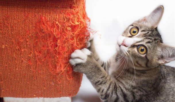 Markieren bei Katzen - Katzen Homöopathie Anleitung Blog