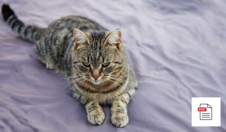 Blasenentzündung bei Katzen erkennen und behandeln - Katzen Homöopathie Anleitung