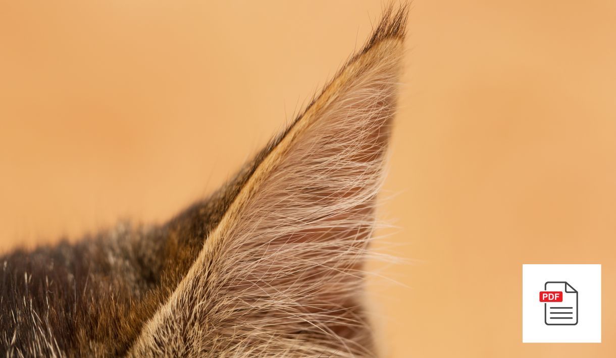 Katzen Ohren Allgemein Paket - Katzen Homöopathie Anleitung