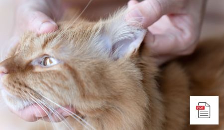 Entzündungen des Gehörganges und des Mittelohres bei Katzen behandeln - Katzen Homöopathie Anleitung