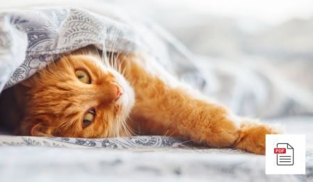 Halsentzündungen bei Katzen erkennen und behandeln - Katzen Homöopathie Anleitung