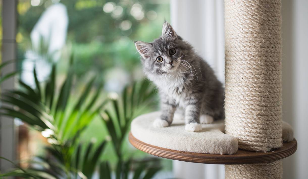 Geschichten aus der Praxis - Das Kitten