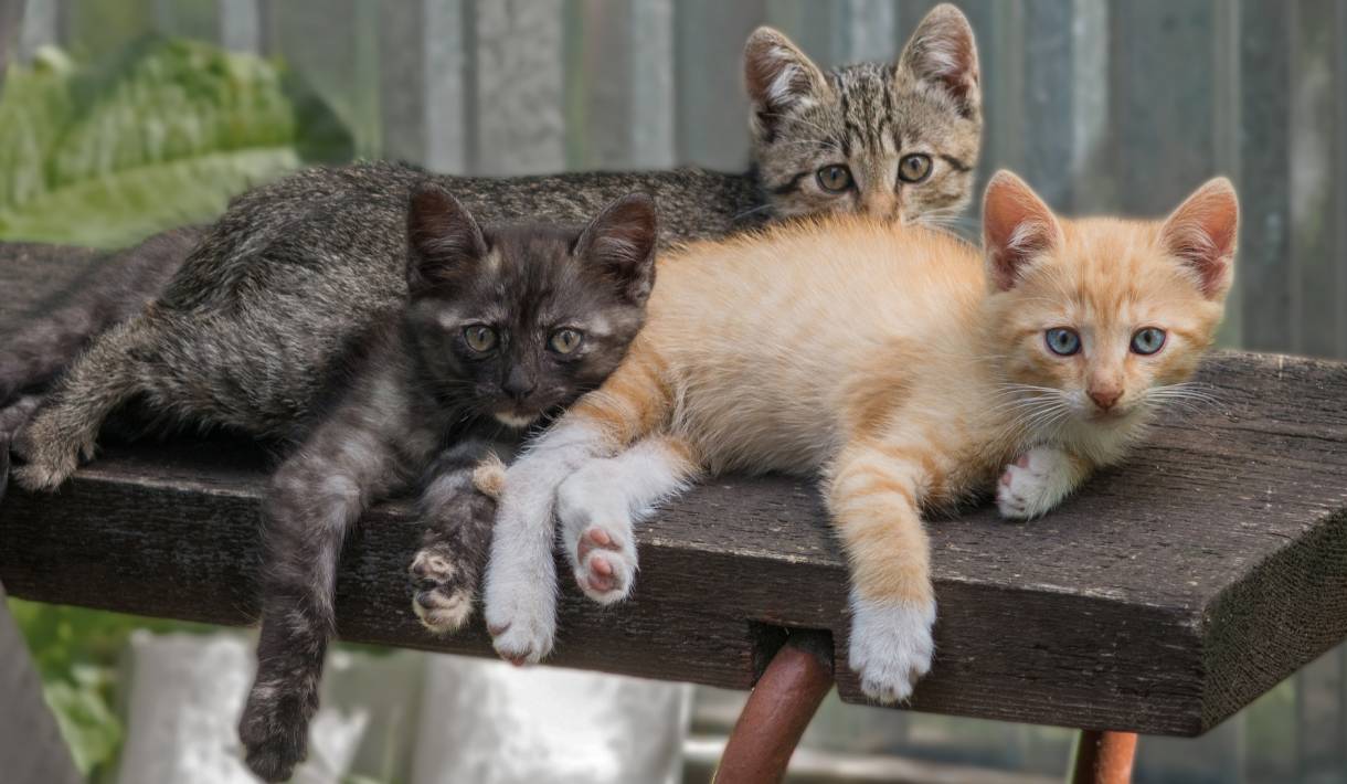 Konstitutionstypen bei Katzen