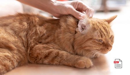 Ohrrandgeschwüre und Blutohren bei Katzen behandeln - Katzen Homöopathie Anleitung