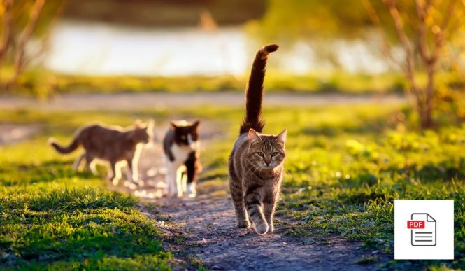 Katzen Gesamtpaket - Katzen Homöopathie Anleitung
