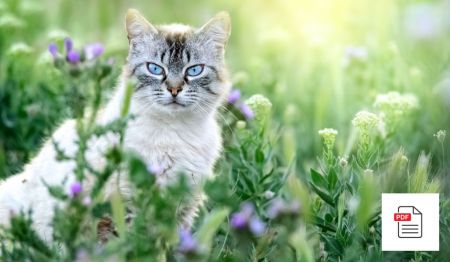 Verstopfung bei Katzen lösen - Katzen Homöopathie Anleitung