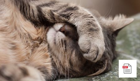 Katze Harnwegsprobleme Paket - Katzen Homöopathie Anleitung