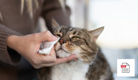 Hilfe bei Erkrankungen des Tränenkanals und Star bei Katzen - Katzen Homöopathie Anleitung