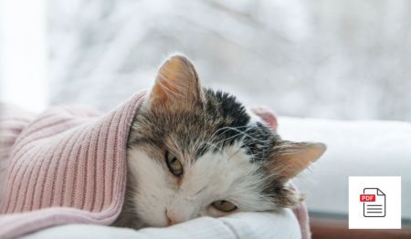 Chronischen Katzenschnupfen bei Katzen beheben - Katzen Homöopathie Anleitung