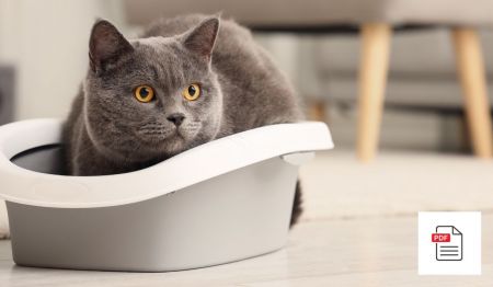 Harnröhrengrieß bei Katzen erkennen und behandeln - Katzen Homöopathie Anleitung