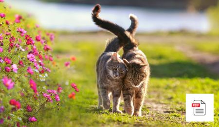 Rolligkeit bei Katzen erkennen und mögliche Maßnahmen ergreifen - Katzen Homöopathie Anleitung