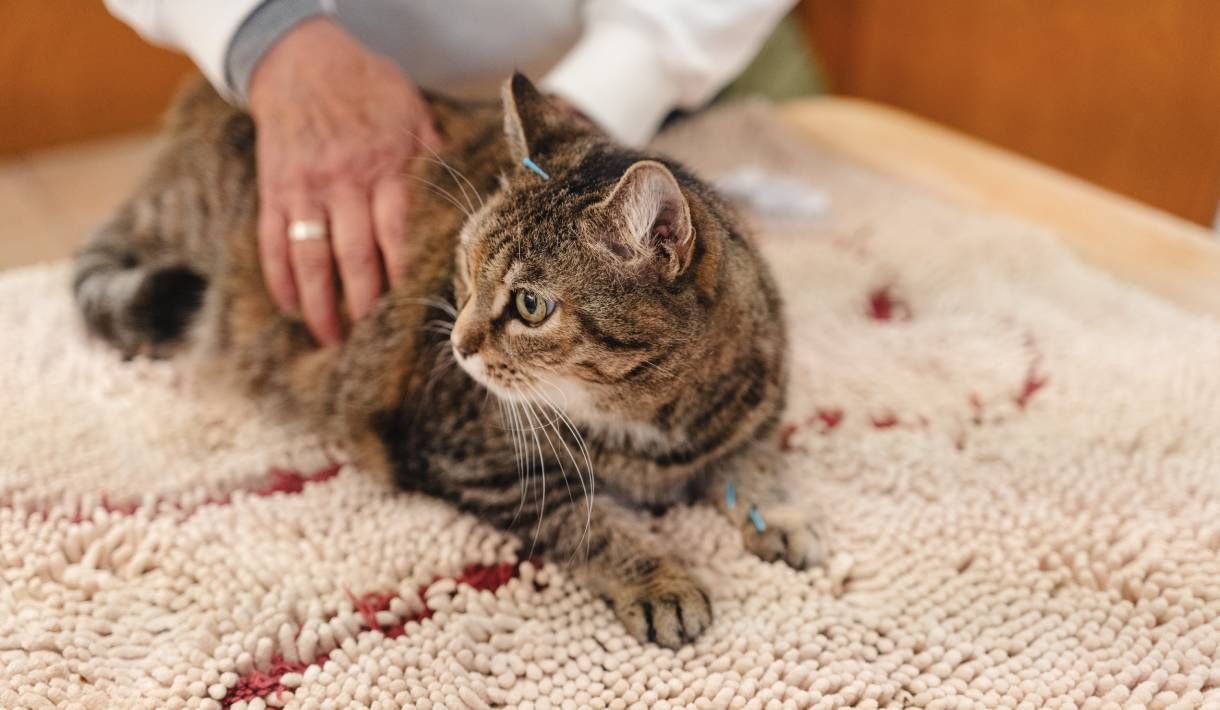 Katzen sind Spezialisten!