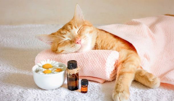 Katzenhomöopathie: Sanfte Heilmethoden für unsere Samtpfoten