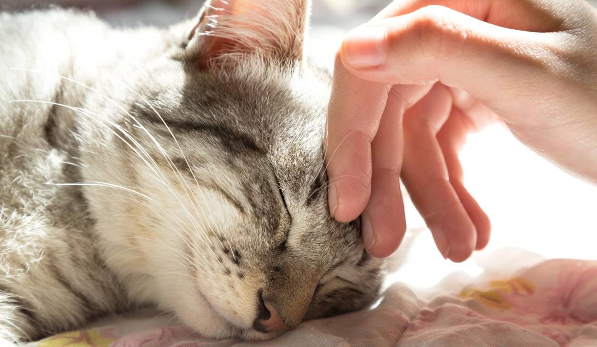 So suchen sich Katzen ihren Lieblingsmenschen - Katzen Homöopathie Anleitung Blog